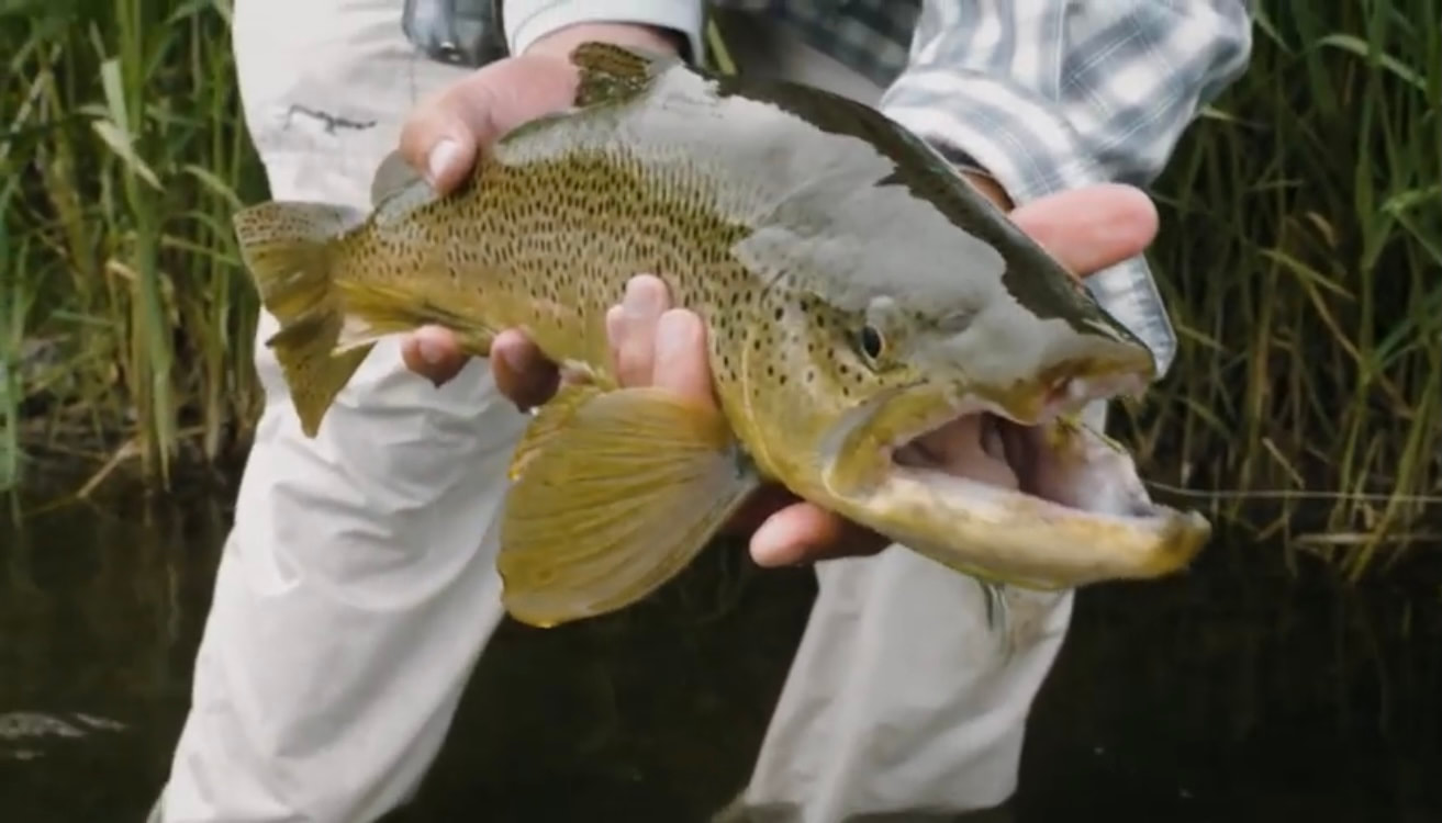 Breaking the Surface; Dry Fly Fishing - i-Video Wildlife - Hunting